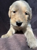 Jax AKC , a male Golden Retriever for sale in Wheatfield, IN – 3 of 8