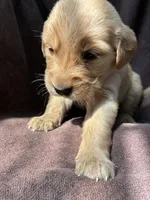 Bella AKC , a female Golden Retriever for sale in Wheatfield, IN – 4 of 6