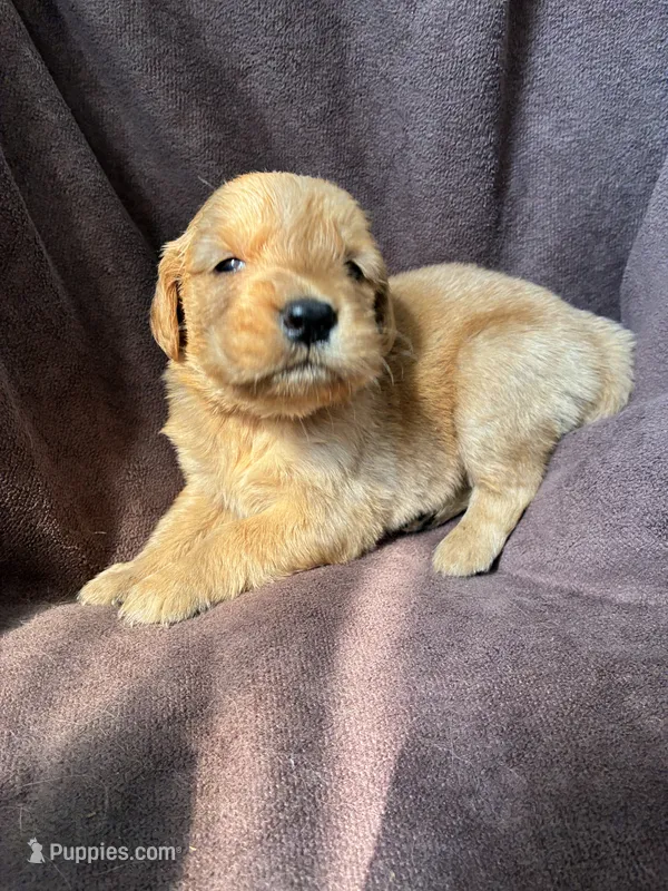 River AKC  – Golden Retriever puppy for sale in Wheatfield, IN