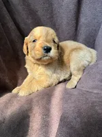 River AKC , a male Golden Retriever for sale in Wheatfield, IN – 1 of 5