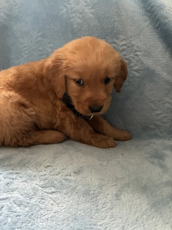 River AKC  – Golden Retriever puppy for sale in Wheatfield, IN