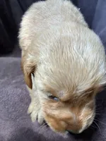 River AKC , a male Golden Retriever for sale in Wheatfield, IN – 2 of 5