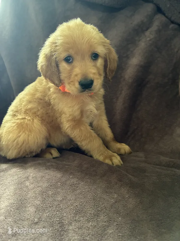 Luna AKC – Golden Retriever puppy for sale in Wheatfield, IN