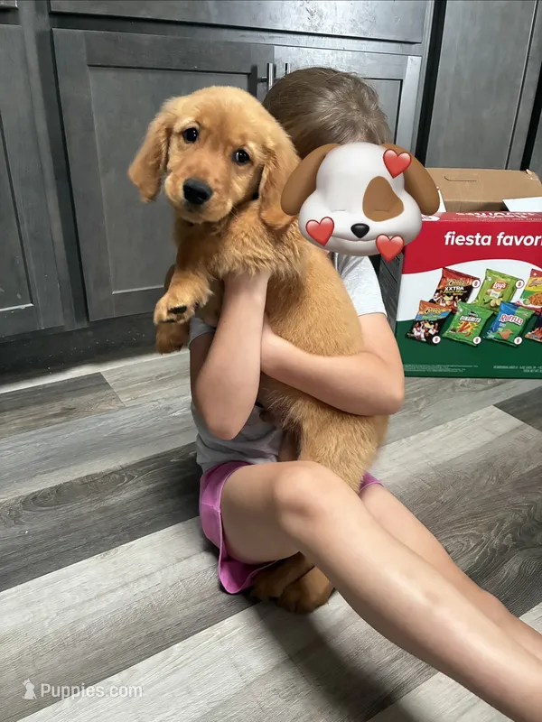 River AKC  – Golden Retriever puppy for sale in Wheatfield, IN