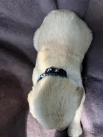 Jax AKC , a male Golden Retriever for sale in Wheatfield, IN – 4 of 8