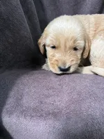 Luna AKC, a female Golden Retriever for sale in Wheatfield, IN – 4 of 6