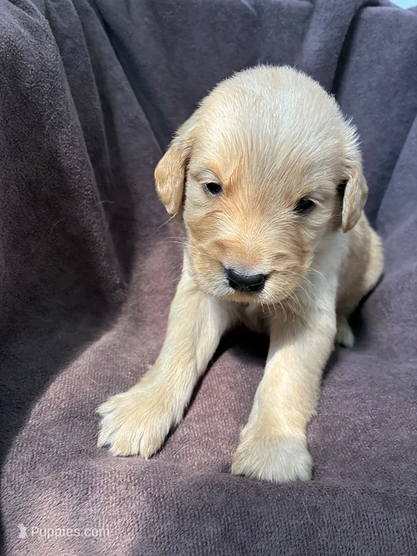 Max AKC  – Golden Retriever puppy for sale in Wheatfield, IN