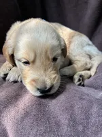 Ace AKC , a male Golden Retriever for sale in Wheatfield, IN – 2 of 5