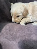 Ace AKC , a male Golden Retriever for sale in Wheatfield, IN – 5 of 5