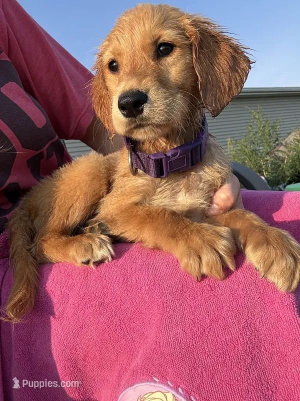 Diva AKC – Golden Retriever puppy for sale in Wheatfield, IN