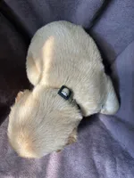 Flint AKC , a male Golden Retriever for sale in Wheatfield, IN – 3 of 5