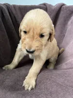 Luna AKC, a female Golden Retriever for sale in Wheatfield, IN – 3 of 6