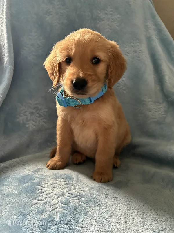Ace AKC  – Golden Retriever puppy for sale in Wheatfield, IN