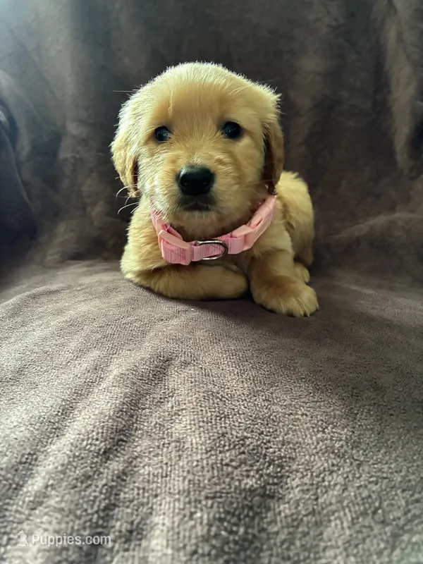 Hazel AKC  – Golden Retriever puppy for sale in Wheatfield, IN
