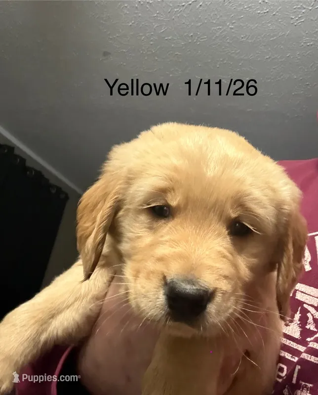 Yellow male AKC