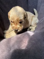 River AKC , a male Golden Retriever for sale in Wheatfield, IN – 5 of 5