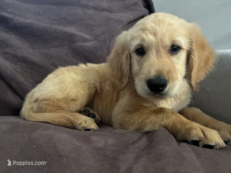 Ace AKC  – Golden Retriever puppy for sale in Wheatfield, IN