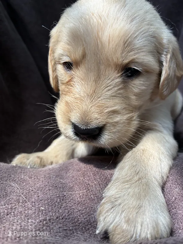 Jax AKC  – Golden Retriever puppy for sale in Wheatfield, IN