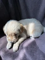 Diva AKC, a female Golden Retriever for sale in Wheatfield, IN – 2 of 5