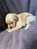 River AKC , a male Golden Retriever for sale in Wheatfield, IN – 4 of 5