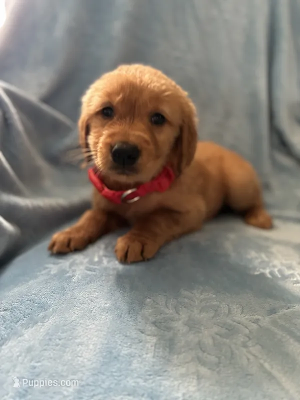 Flint AKC  – Golden Retriever puppy for sale in Wheatfield, IN