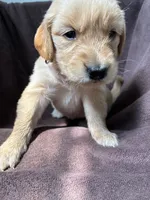 Diva AKC, a female Golden Retriever for sale in Wheatfield, IN – 1 of 5