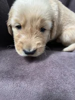 Luna AKC, a female Golden Retriever for sale in Wheatfield, IN – 5 of 6