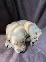 Ace AKC , a male Golden Retriever for sale in Wheatfield, IN – 4 of 5