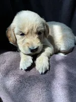 Diva AKC, a female Golden Retriever for sale in Wheatfield, IN – 3 of 5