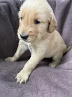 Luna AKC, a female Golden Retriever for sale in Wheatfield, IN – 6 of 6