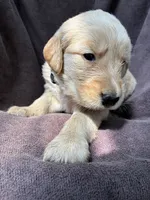 Jax AKC , a male Golden Retriever for sale in Wheatfield, IN – 2 of 8