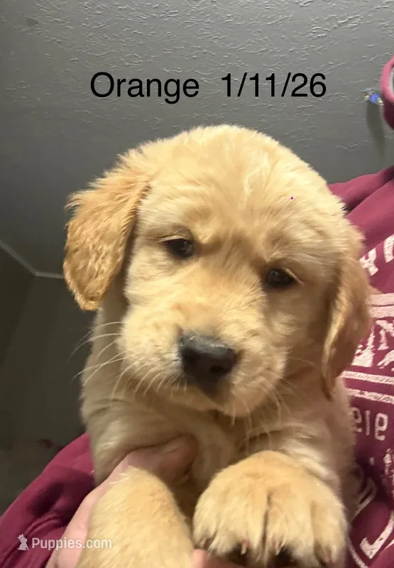 Orange male AKC