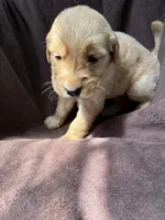 Bella AKC , a female Golden Retriever for sale in Wheatfield, IN – 2 of 6