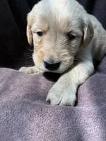 Jax AKC , a male Golden Retriever for sale in Wheatfield, IN – 5 of 8