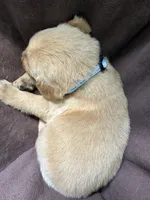 Ace AKC , a male Golden Retriever for sale in Wheatfield, IN – 3 of 5