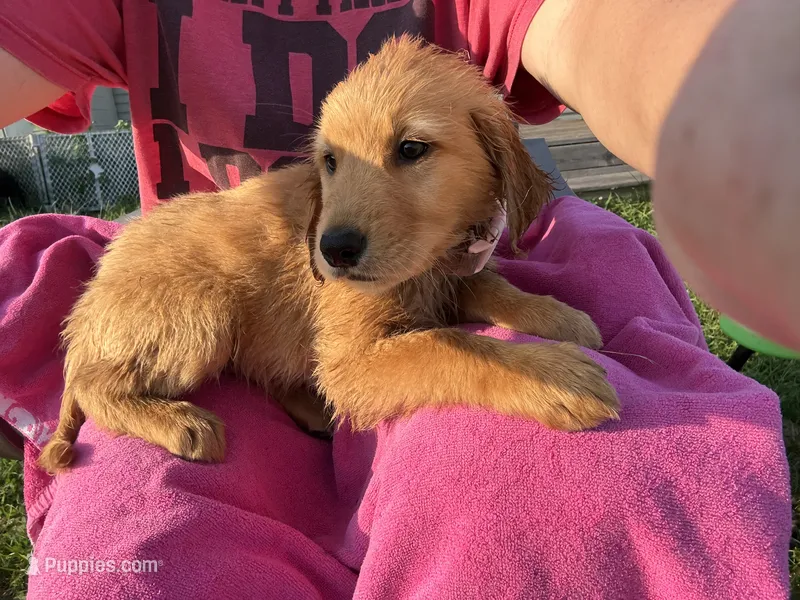 Hazel AKC  – Golden Retriever puppy for sale in Wheatfield, IN