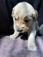 Bella AKC , a female Golden Retriever for sale in Wheatfield, IN – 1 of 6