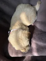 Diva AKC, a female Golden Retriever for sale in Wheatfield, IN – 4 of 5