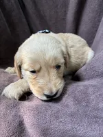 Jax AKC , a male Golden Retriever for sale in Wheatfield, IN – 7 of 8