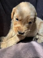 River AKC , a male Golden Retriever for sale in Wheatfield, IN – 3 of 5