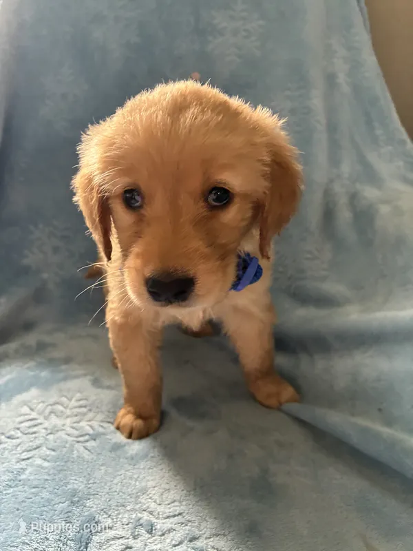 Jax AKC  – Golden Retriever puppy for sale in Wheatfield, IN