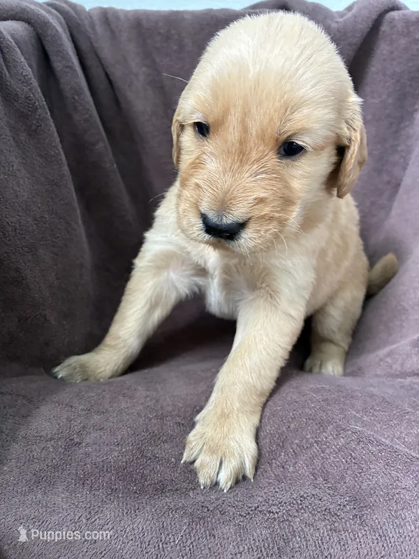 Luna AKC – Golden Retriever puppy for sale in Wheatfield, IN