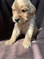 Bella AKC , a female Golden Retriever for sale in Wheatfield, IN – 6 of 6