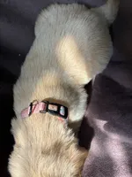 Diva AKC, a female Golden Retriever for sale in Wheatfield, IN – 5 of 5