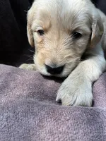 Jax AKC , a male Golden Retriever for sale in Wheatfield, IN – 6 of 8