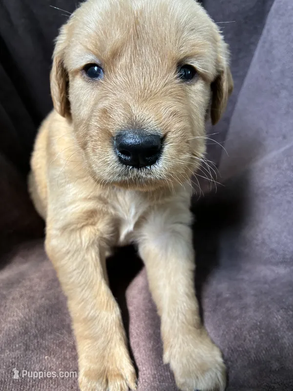Flint AKC  – Golden Retriever puppy for sale in Wheatfield, IN