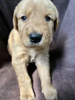 Flint AKC , a male Golden Retriever for sale in Wheatfield, IN – 1 of 5