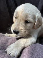 Jax AKC , a male Golden Retriever for sale in Wheatfield, IN – 8 of 8