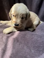 Max AKC , a male Golden Retriever for sale in Wheatfield, IN – 5 of 5