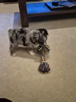 Rusty, a male Toy Australian Shepherd for sale in Mount Perry, OH – Photo 4 of 5